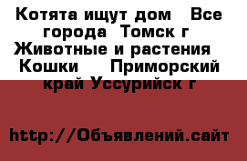 Котята ищут дом - Все города, Томск г. Животные и растения » Кошки   . Приморский край,Уссурийск г.